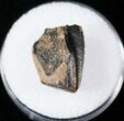 Hadrosaur (Duck-Billed Dinosaur) Tooth - Judith River #14819-2